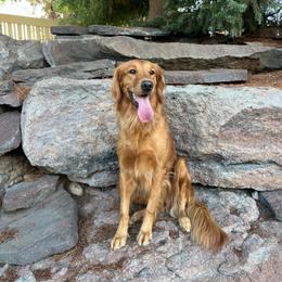 Tikka - Golden Retriever