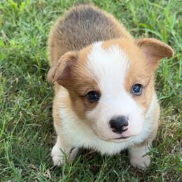 Cheeto - Red male Pembroke Welsh Corgi puppy in Beggs, Oklahoma from Blue Diamond Corgi’s