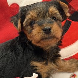 Boy 1 - Black and tan male Yorkshire Terrier puppy in Gatesville, Texas from Cuddles of Cuteness