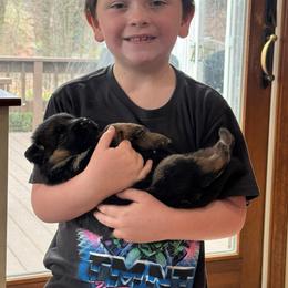 Mr Green - Black and red male German Shepherd puppy in Lawton, Michigan from Free Indeed Shepherds