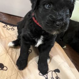 Aussiedoodle Puppies from Cornerstone Aussiedoodle Dogs