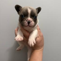Koala bear - Tricolors male French Bulldog puppy in Ludowici, Georgia from Royal Destiny Kennels