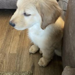 Golden Retriever Puppies from Ginn’s Golden Retrievers