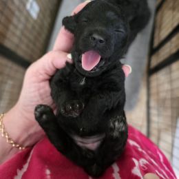Little girl - Black female Poodle puppy in Louisville, Mississippi from Cindy's Poodles