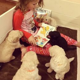 Goldendoodle Puppies from Cooley Doodles