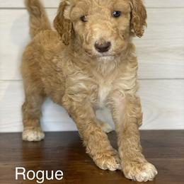Poodle Puppies from Schrute Farms Standard Poodles