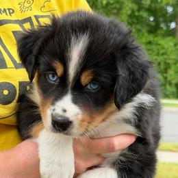 Magnolia - Black tri-color female Australian Shepherd puppy in Clover, South Carolina from Jo’s Aussies