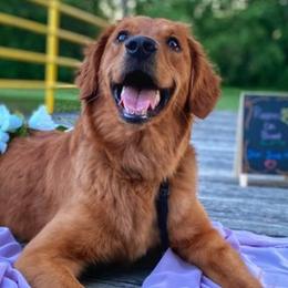 Golden Retrievers from Bee’s Retrievers