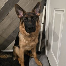 German Shepherd Puppies from Autumn's House of German Shepherds, LLC