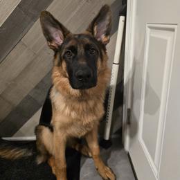 German Shepherd Puppies from Autumn's House of German Shepherds, LLC
