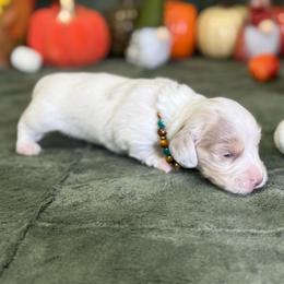 Waylon - Dapple male Dachshund puppy in Lincoln, Arkansas from Red Dirt Dachshunds