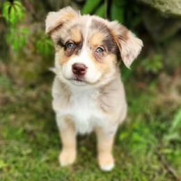 Tilly - Red merle female Miniature Australian Shepherd puppy in Sandown, New Hampshire from Ashby Lou Aussies