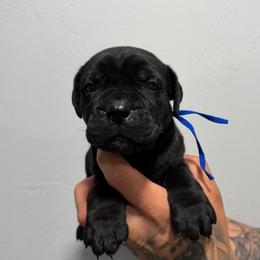 Male 2 - Black male Cane Corso puppy in Cashion, Oklahoma from APEXOK Cane Corsos LLC