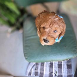 Bernedoodle puppies from Noble Friend Breeders LLC