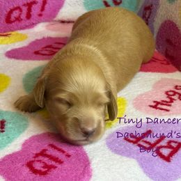 Ozzy Osbourne - Cream male Dachshund puppy in Tacoma, Washington from Tiny Dancer Dachshunds