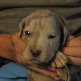 Cardigan Welsh Corgi and Great Dane Puppies from Red Oak Farm and Kennel