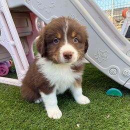 Orange Boy - Red male Australian Shepherd puppy in Buckeye, Arizona from Wranglin Farms