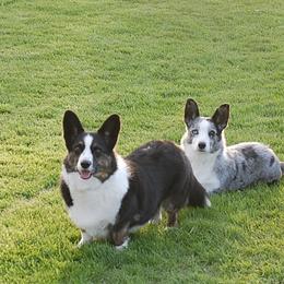 Cardigan Welsh Corgis from Aramora Cardigan Welsh Corgis