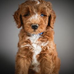 Big Carl - Brown male Schnoodle puppy in Caldwell, Idaho from Boise Doodle Co.