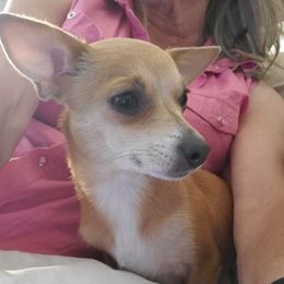 Chihuahuas from Weber Chihuahuas