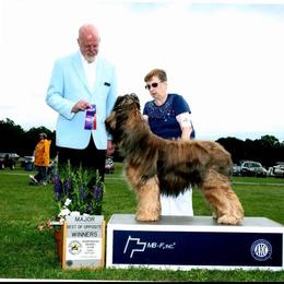 Briard and Pointer All Grown Up from Honey Bee Hill