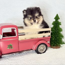 Black Tri female. AKC - Tri-colored female Pomeranian puppy in Princeton, New Jersey from PureLove Poms.