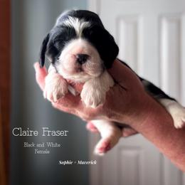 Claire MacKenzie - Black and white female English Springer Spaniel puppy in Tupalo, Mississippi from Butterfield Trail Farm