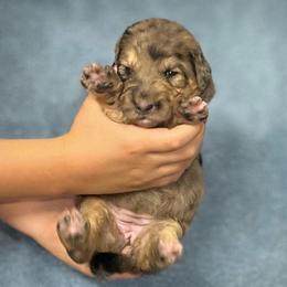 Cynthia - Merle female Assorted Doodle Crosses puppy in Kansas City, Missouri from Beary GoldenDoodles