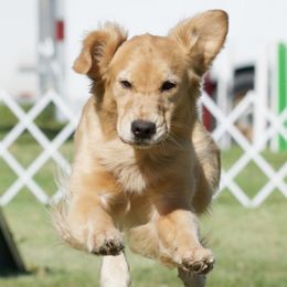 Golden Retrievers from Voyager Goldens