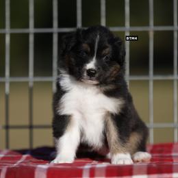 BTM4 - Black tri-color male Australian Shepherd puppy in Warm Springs, Georgia from Out West Aussies