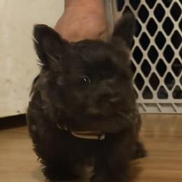Princess Laya - Black brindle female Cairn Terrier puppy in Terrebonne, Oregon from Central Oregon Cairn Terriers