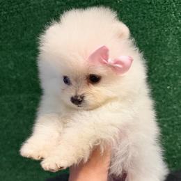 Girl 1 - White female Pomeranian puppy in Avondale, Arizona from Mely Pomlove