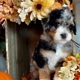 Aspen - Merle female Bernedoodle puppy in Gilbert, Arizona from The Berne Barn... it’s a Doodle thing!