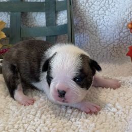 Girl 4 - Boston Terrier puppy in George West, Texas from Duke of Earl’s Boston Terriers