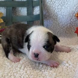 Girl 4 - Boston Terrier puppy in George West, Texas from Duke of Earl’s Boston Terriers