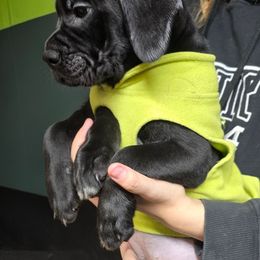 Lime Green Collar - Black male Cane Corso puppy in Lewistown, Montana from Corsi Amore Kennels