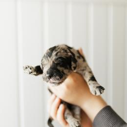Shania - Teal Collar - Merle female Goldendoodle puppy in Newell, Iowa from Front Porch Goldens