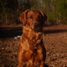 Reya - Golden Retriever