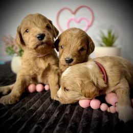 Last pick Female - Apricot female Goldendoodle puppy in Mc Arthur, California from California Golden Love