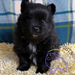 AKC PATIENCE - Black female Pomeranian puppy in Watkins Glen, New York from Wicked Spirits Pomeranians