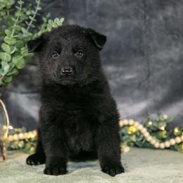 German Shepherd Puppies from D.S. Canine
