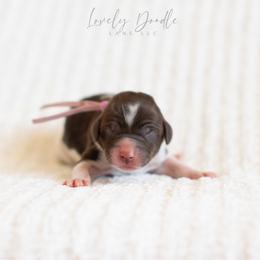 Lavender Collar Girl - Chocolate female Australian Labradoodle puppy in Thousand Oaks, California from Lovely Doodle Lane