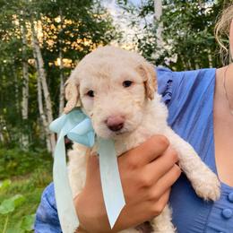 Arlo- light blue - Cream male Goldendoodle puppy in Carlton, Minnesota from Lakeside Doodles MN