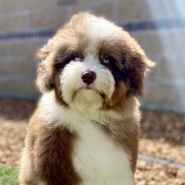 Aussiedoodles and Poodles from Ohana Companions