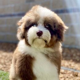 Aussiedoodles and Poodles from Ohana Companions