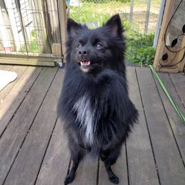 Liggy - Pomeranian