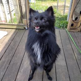 Liggy - Pomeranian