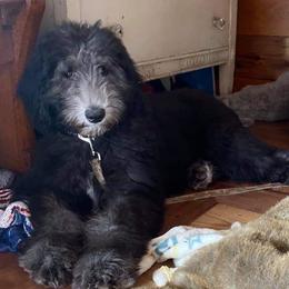 Aussiedoodles and Sheepadoodles from Neudoodles