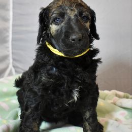 Samba - Sable female Poodle puppy in Kirkville, New York from Mosswood