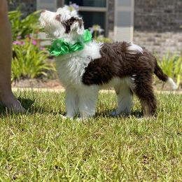 Aussiedoodle Puppies from Ever After Mini Doodles